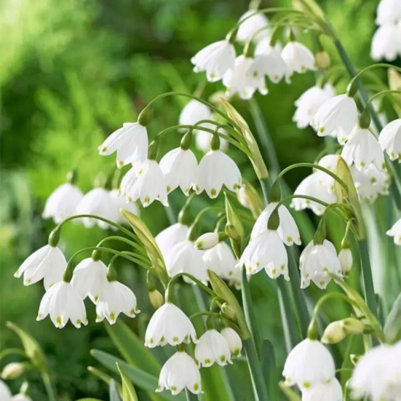 Snowdrop Haven🌼PureBeauty, Fresh Starts