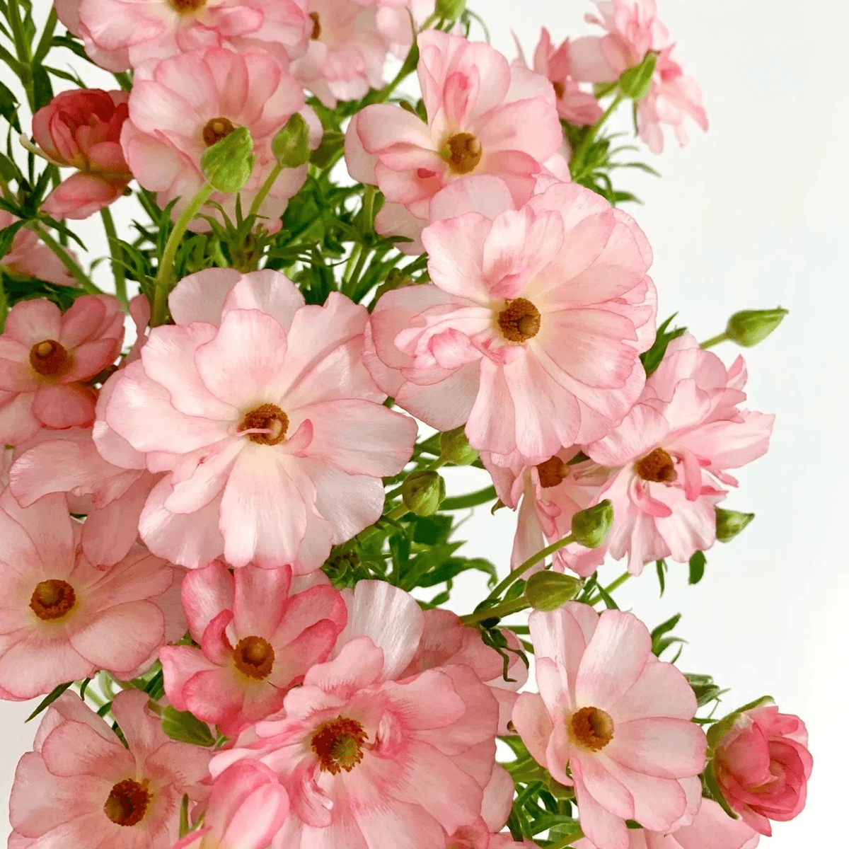 🌼 Enchanting Butterfly Ranunculus Seeds 🌼Perfect blend of magic and beauty!