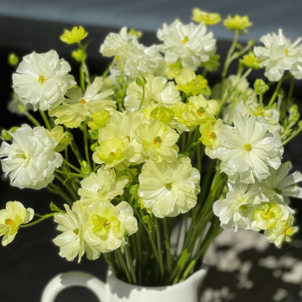 🌼 Enchanting Butterfly Ranunculus Seeds 🌼Perfect blend of magic and beauty!