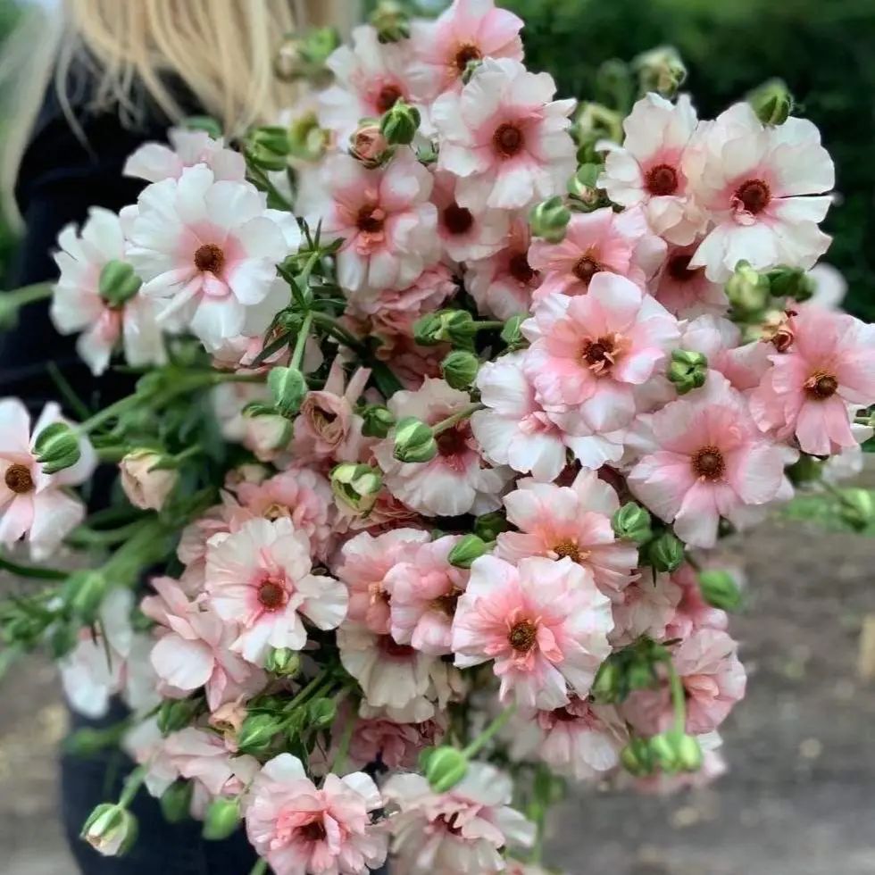 🌼 Enchanting Butterfly Ranunculus Seeds 🌼Perfect blend of magic and beauty!