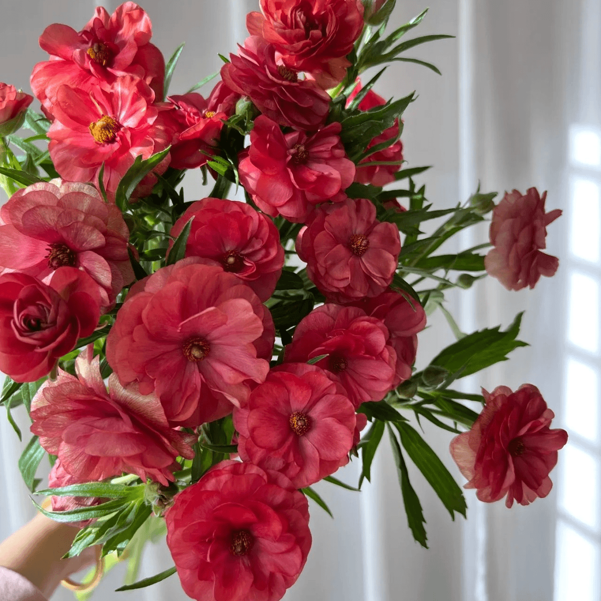 🌼 Enchanting Butterfly Ranunculus Seeds 🌼Perfect blend of magic and beauty!