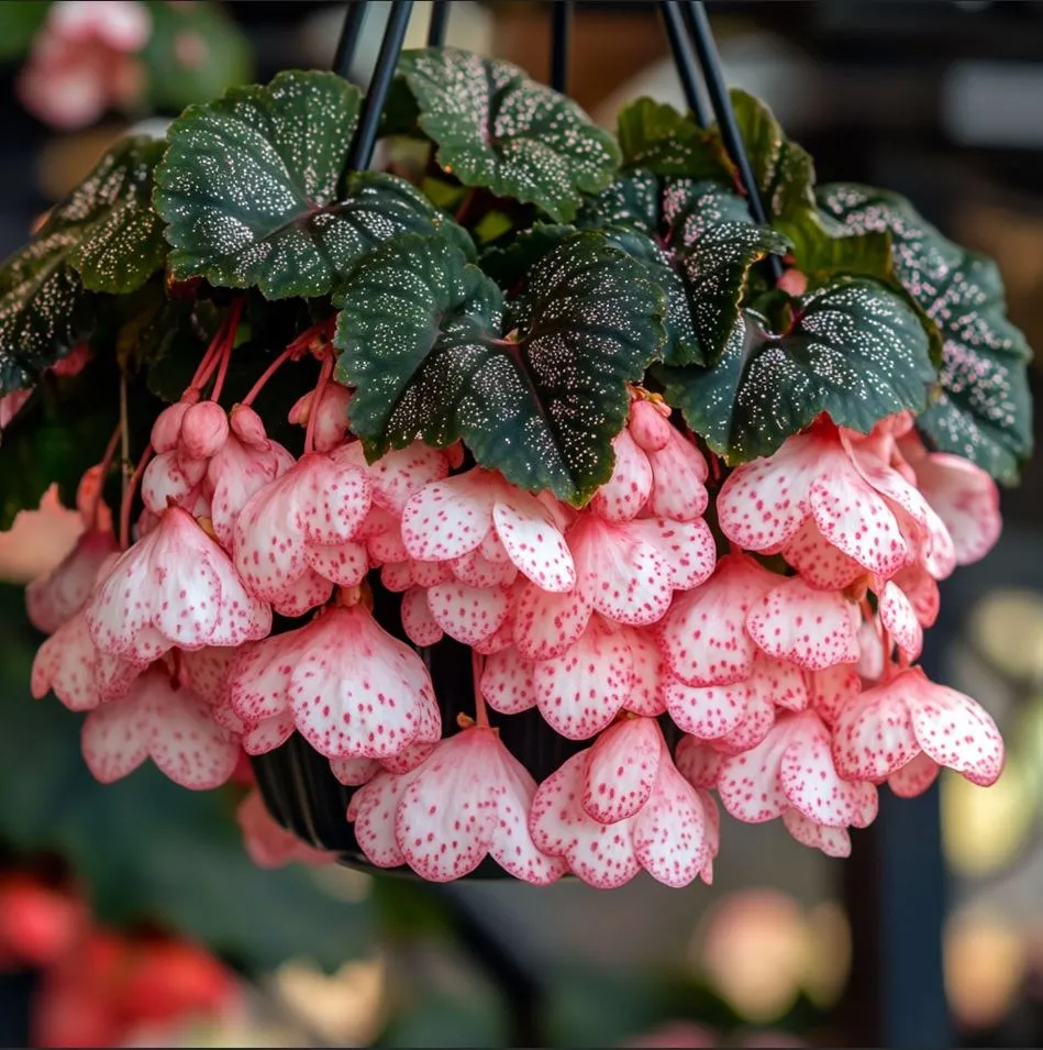 Hanging Begonias - Four seasons flowering perennial🌼