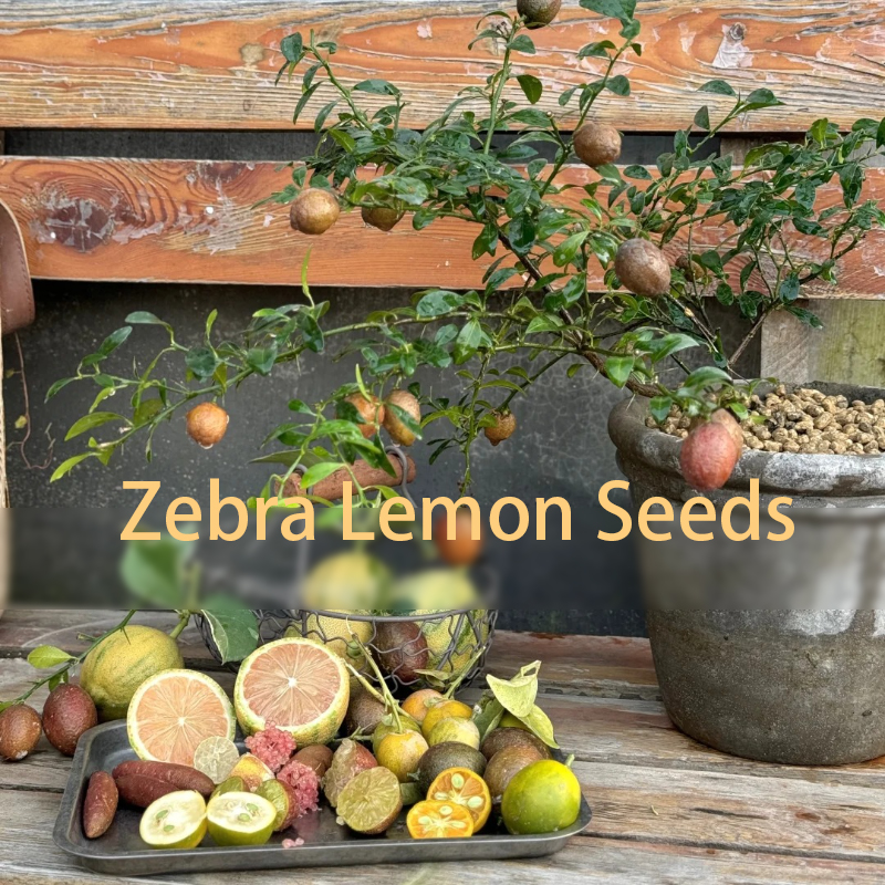 🍋Zebra Lemon Seeds –Easy to sprout, grow, and taste🌿  