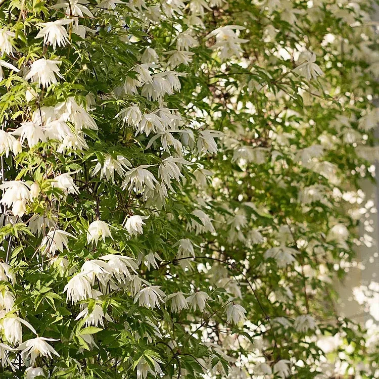 Clematis Macropetala