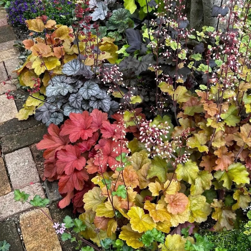 🌿🍁Heuchera Seeds– Elegant Color, All Year Long | Thrives in shade, softens any space | Brings quiet beauty to your garden. ✨