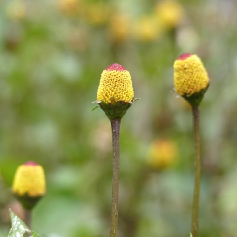 Grow Nature’s Multitasker 🌿💊🌟 – Acmella Oleracea Seeds🌱 Easy to Cultivate, Edible, Medicinal