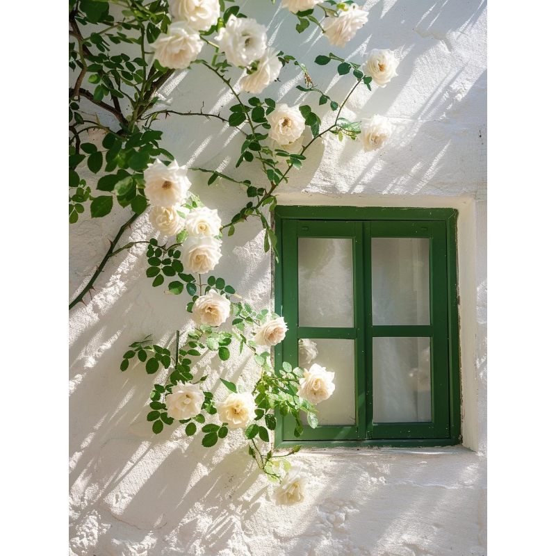 🌹Climbing the Wall Rose-Bring Elegance to Your Garden 