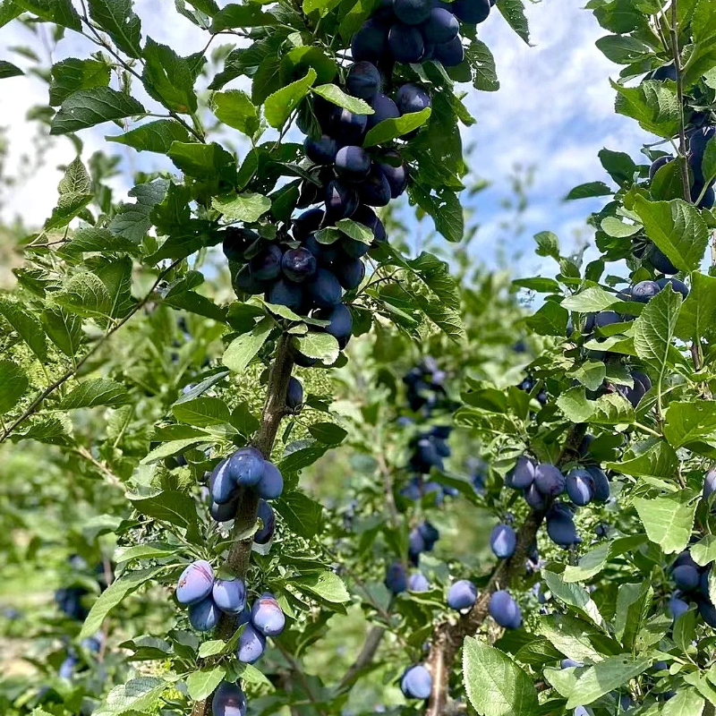 🌱Blue Honey Plum Seeds – Support digestion, healthy aging, and strong bones.❤️