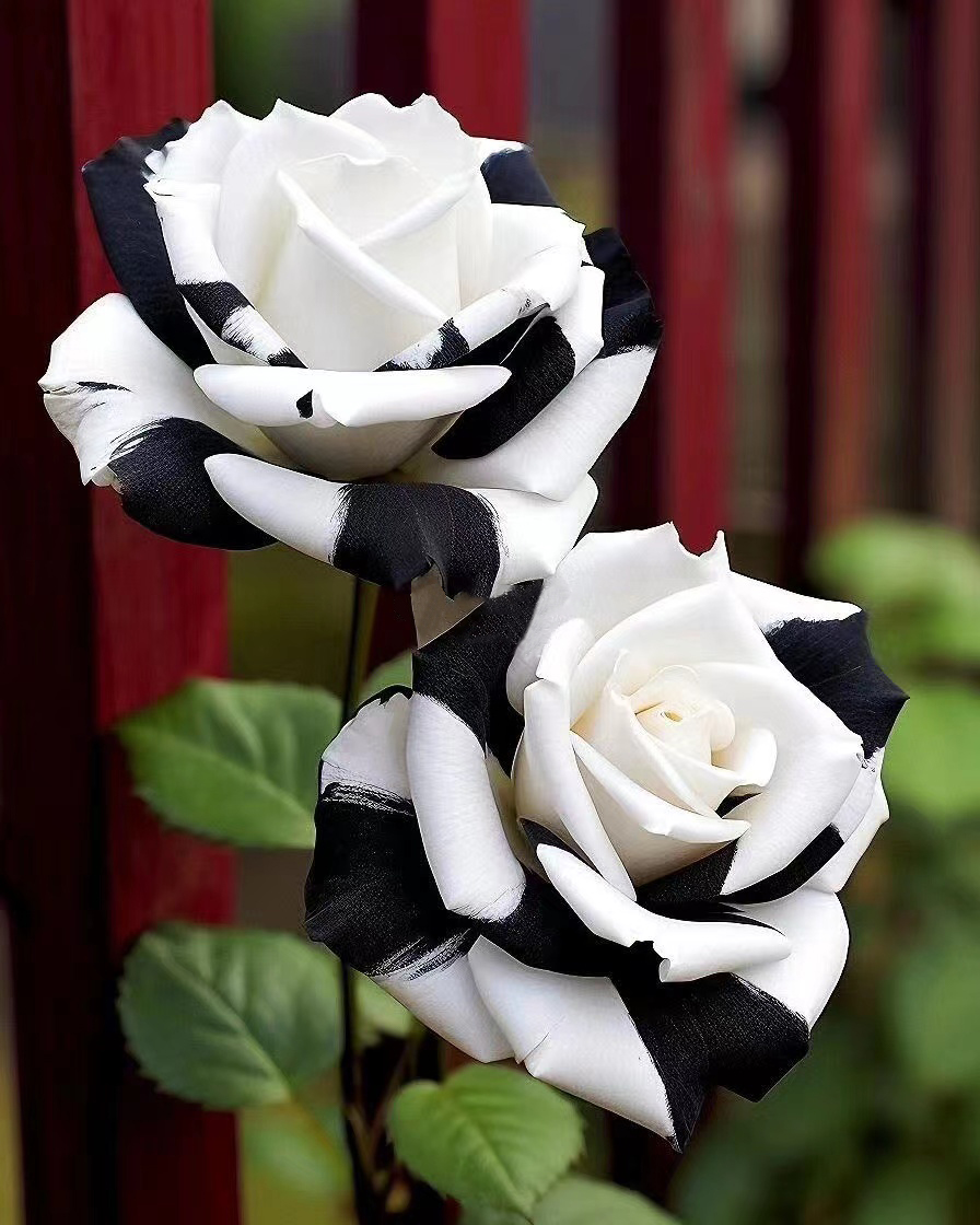 🤍Rare Black and White Twin Roses🖤