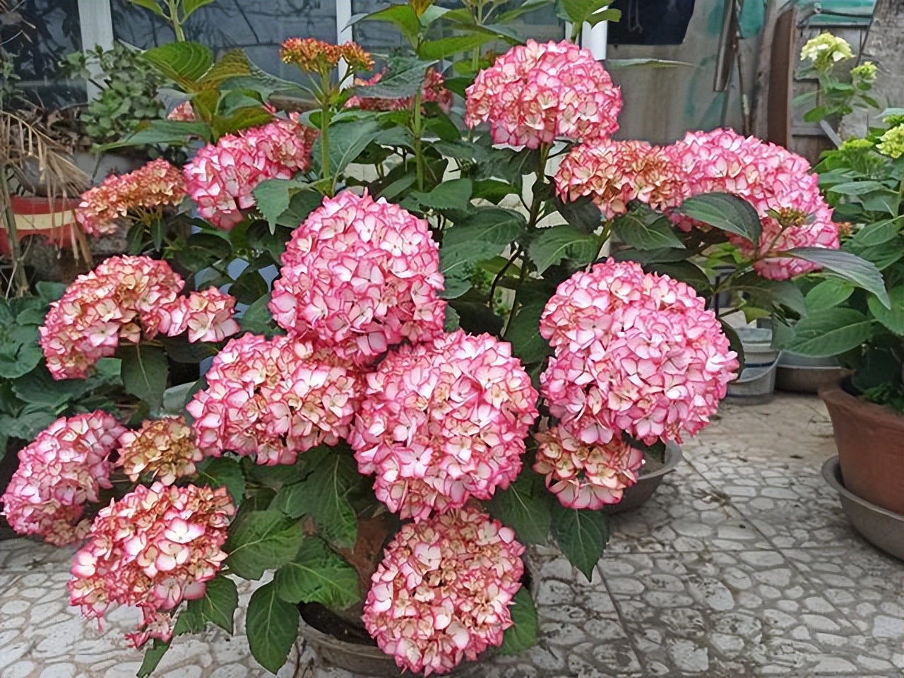 🔥Hot sale🔥  Hydrangea Seed Bonsai Flower Seeds 20/50/100 Pcs 💐