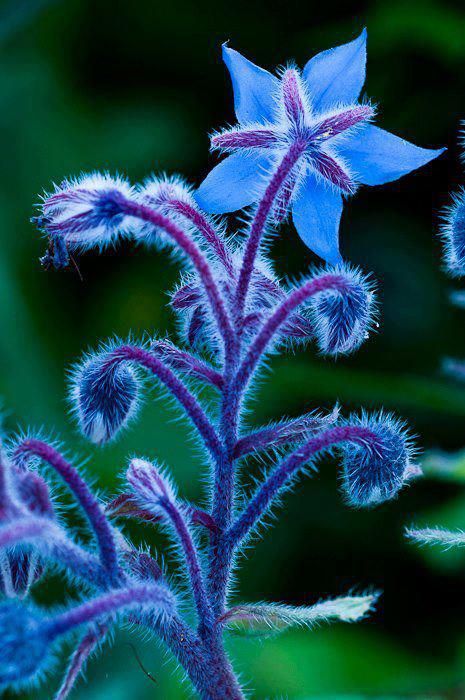 Borage Seeds🌸🎉50 Discount🎉