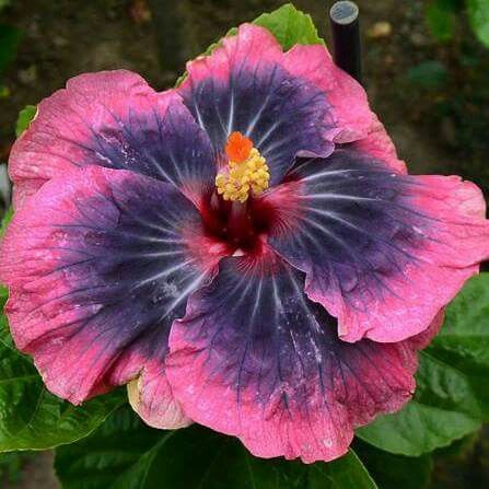 The brightener of the garden: Hibiscus seeds