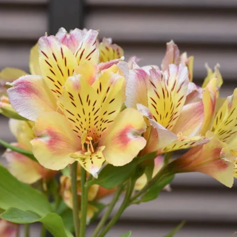 🌸 Alstroemeria Aurea Flower Seeds - 😍Easy to Grow 🌟 Perennial ❤️Deer-Resistant 