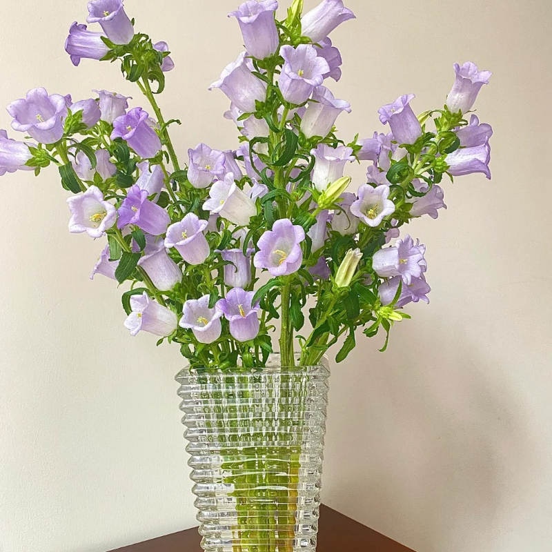 🌸Windbell Flower Seeds✨ - Elegant, easy-to-grow🌱