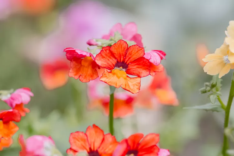 closeup of nemesia