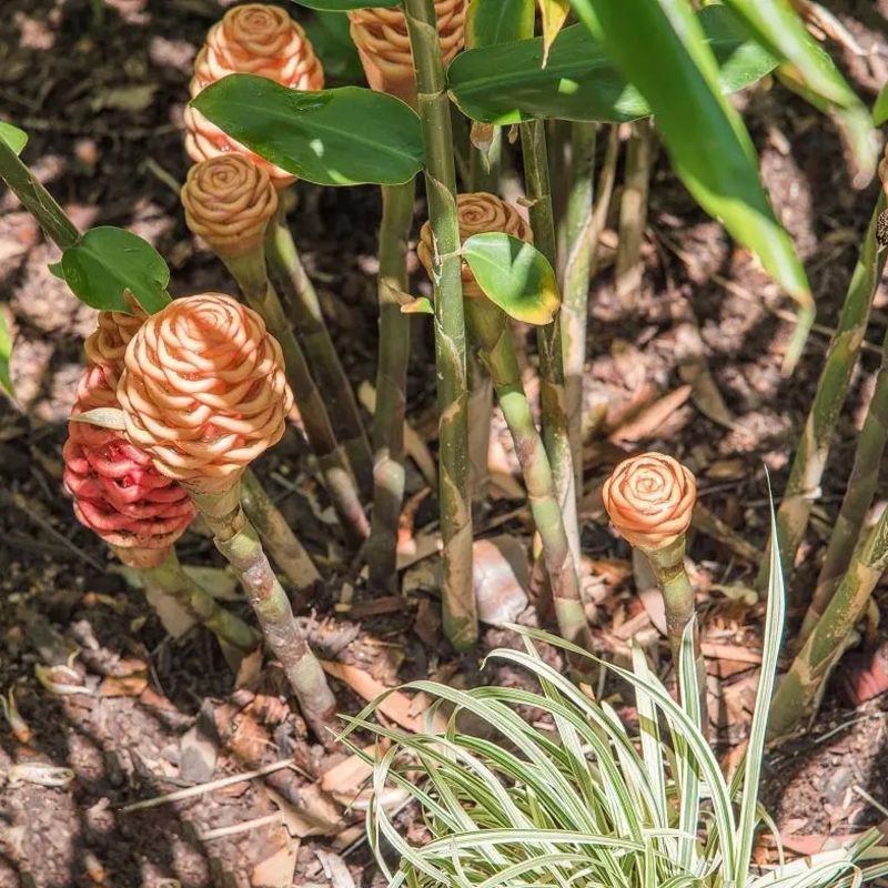 🐝 Exotic Beehive Ginger – Sculptural Blooms for Effortless Elegance 🌼