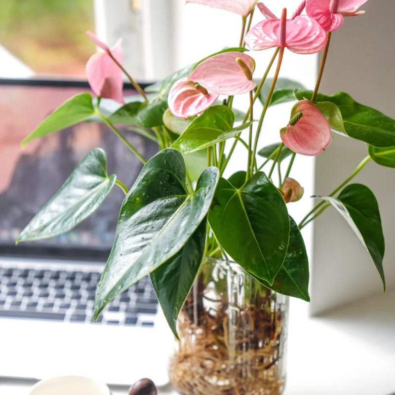 Anthurium Seeds🌱- Easy-Grow Tropical Blooms for Seniors | 🌸 Vibrant Red & Hearty Varieties