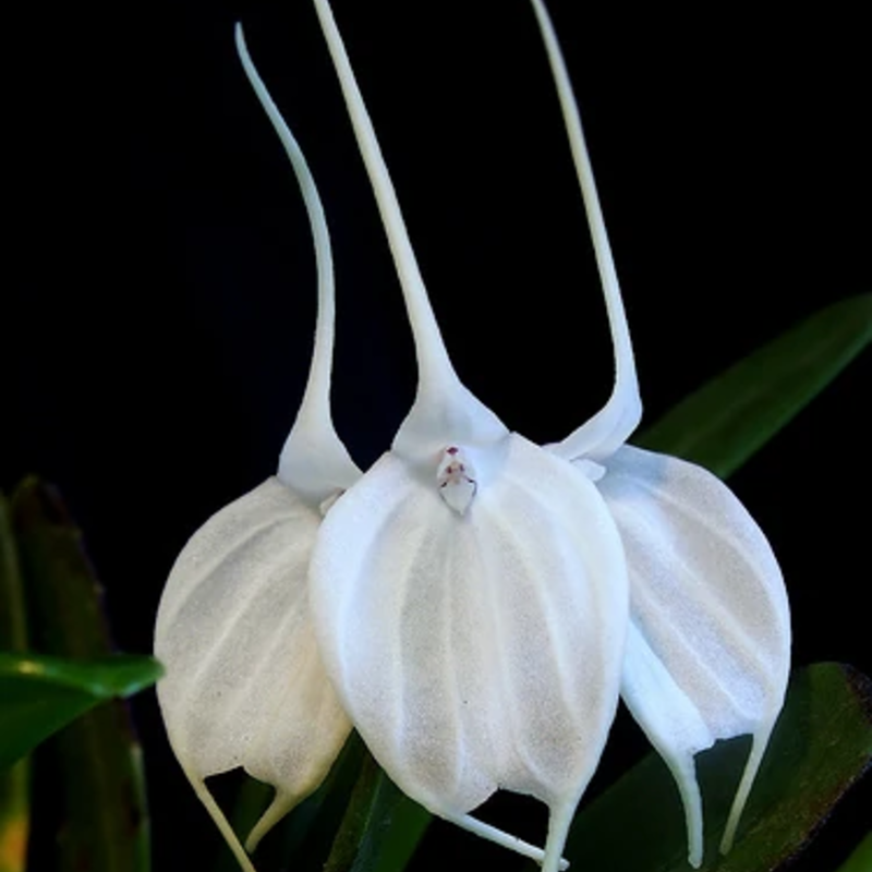 👡🌸 Masdevallia Orchid Seeds: Whimsical Beauty for Every Home 🌿