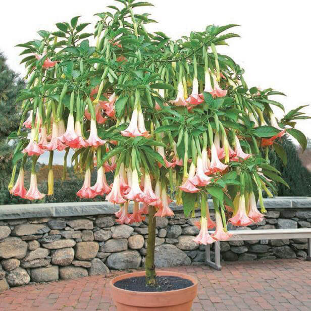 50pcs/Bag Datura Brugmansia Seeds Potted Bonsai Trumpets Angel Flower Seeds