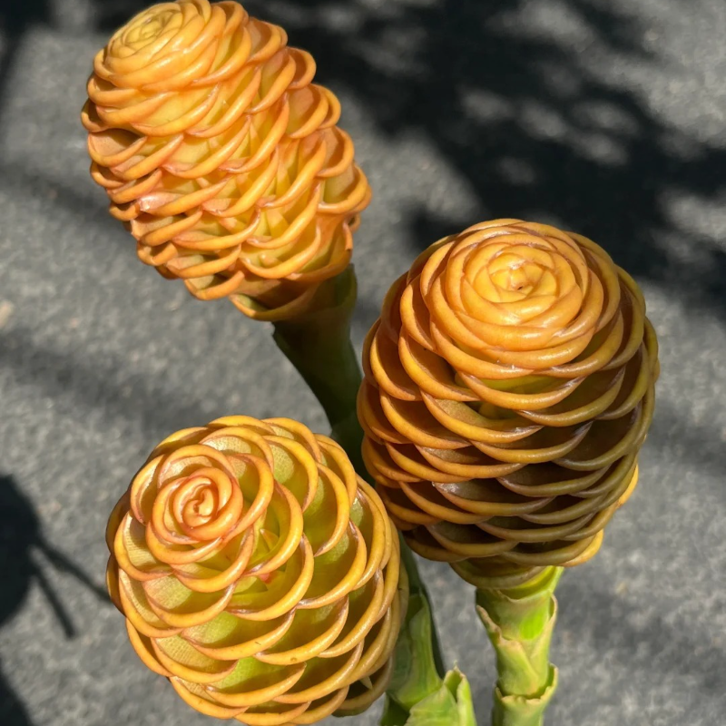 🐝 Exotic Beehive Ginger – Sculptural Blooms for Effortless Elegance 🌼
