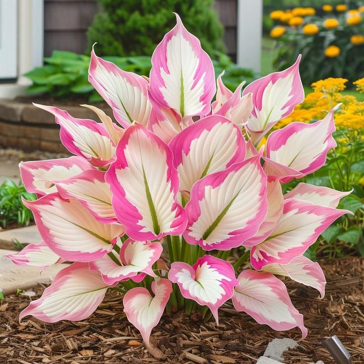 🌟 Aurora Hosta — A Rare Jewel with an Icy Glow ❄️