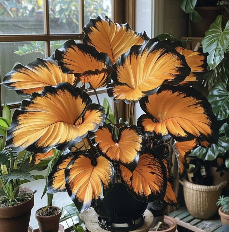 Potted Alocasia Bulbs 🍃