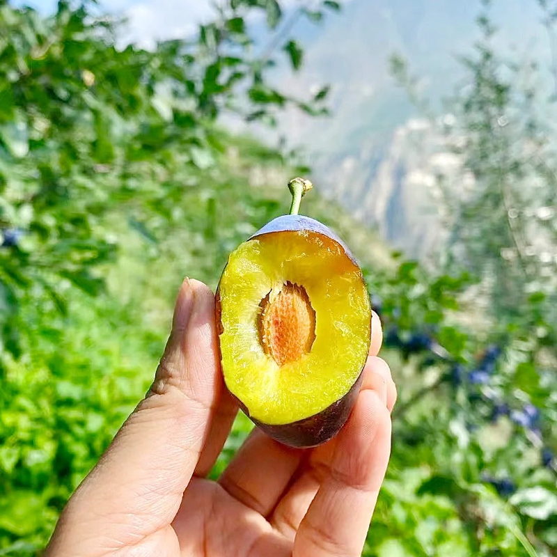 🌱Blue Honey Plum Seeds – Support digestion, healthy aging, and strong bones.❤️