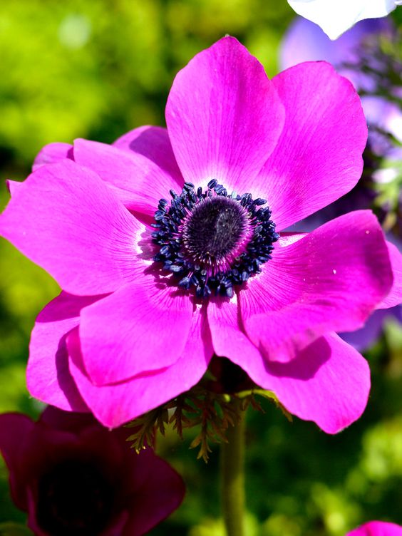 🌟 Embrace Elegance: Anemone, the Epitome of Grace for Your Garden Oasis! 🌸✨