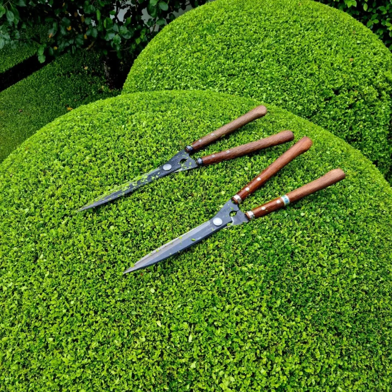 🌿🌸 Boxwood Seeds – A Gentle Touch of Green for Years to Come 🪴🌞💚