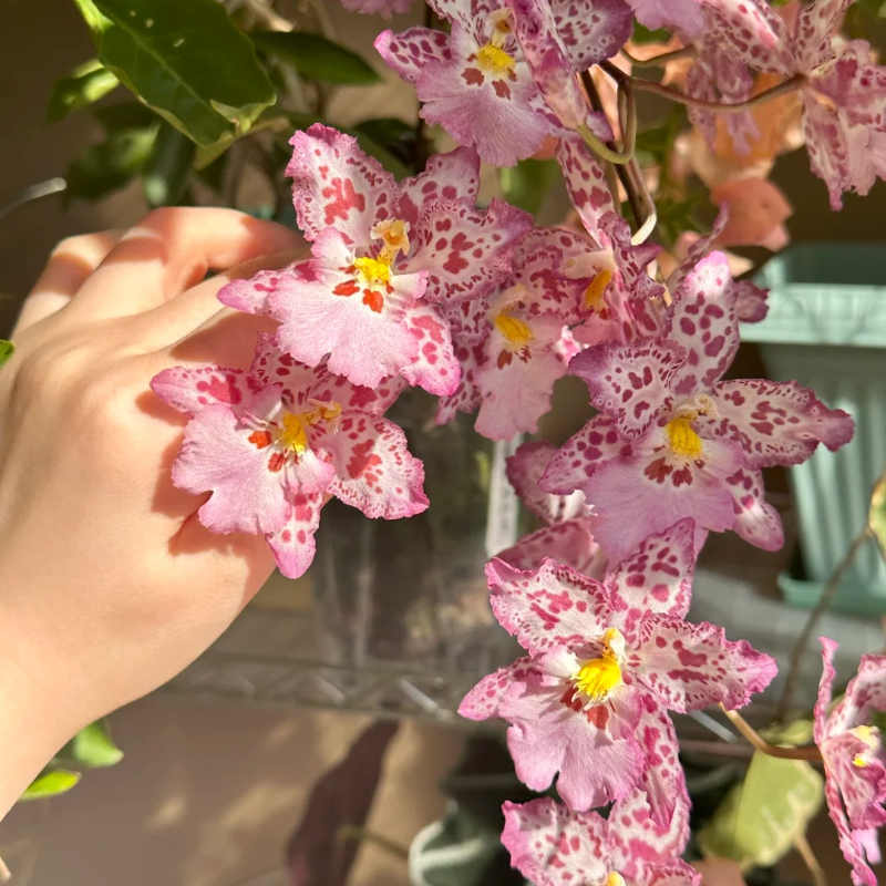 🌼 Easy-Grow Oncidium Orchids – Elegant Indoor Blooms 🏡