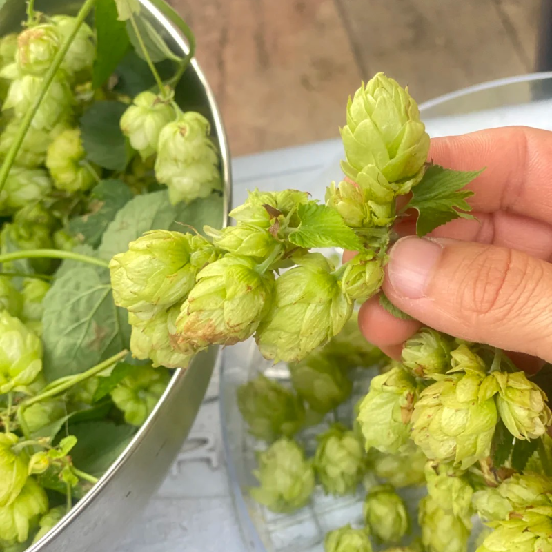🌿 Grow Your Own Beer Hops! 🍺 Cascade Seeds – Easy, Perennial, Low Work! 👵👴🌼 For Garden Vines & Homemade Brews!