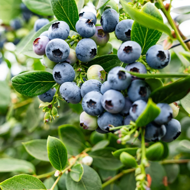 🫐Blueberry Seeds - Easy to grow, delicious and nutritious, cold resistant🌱