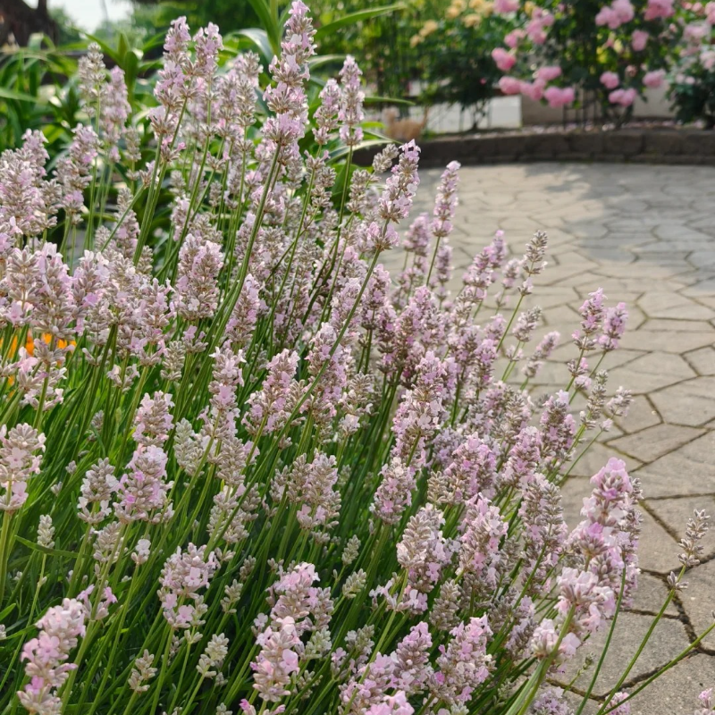🪻Lavender Seeds🌱 - sleep aid and stress relief, handicraft health preservation