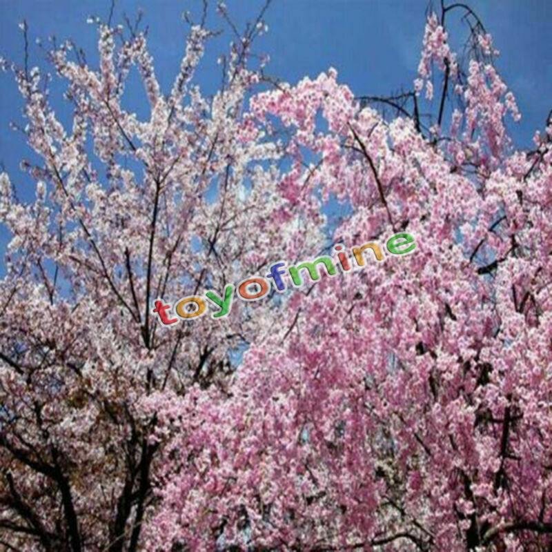 20PCS Cherry Bonsai Bonsai Tree Japanese New Blossoms Sakura seeds Flower Seeds
