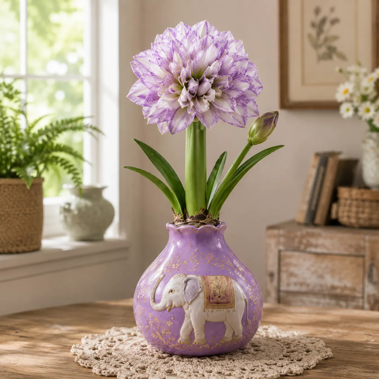 🌺 Double Amaryllis Bulbs – Stunning Ruffled Blooms for Indoor Growing
