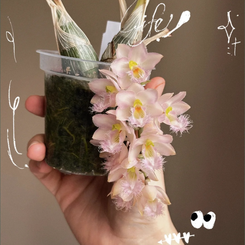 🌸 Fairy Orchid Seeds (Dendrobium Species) – Bring Grace & Tranquility into Your Home Garden 🌸