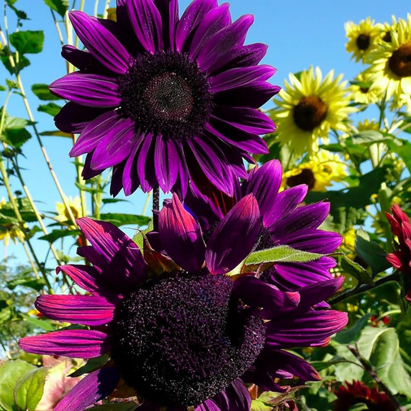 Purple Sunflower Seeds for Planting, Heirloom and Non-GMO Seeds