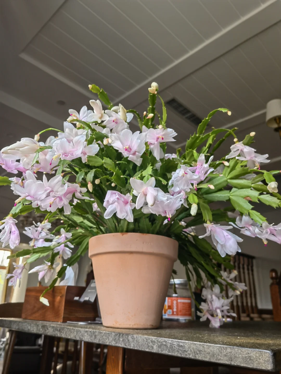 Crab Claw Orchid - The Icing On The Cake