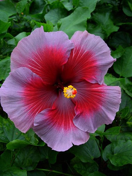 💞Black Cherry Hibiscus💗%discount