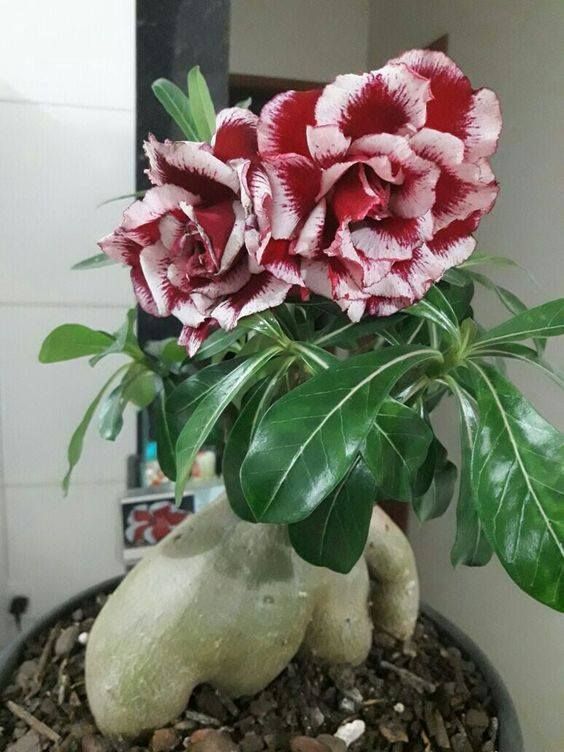 🌵🌹 Dive into Desert Beauty: Desert Rose Seeds for Your Tranquil Haven! 🏜️🌺