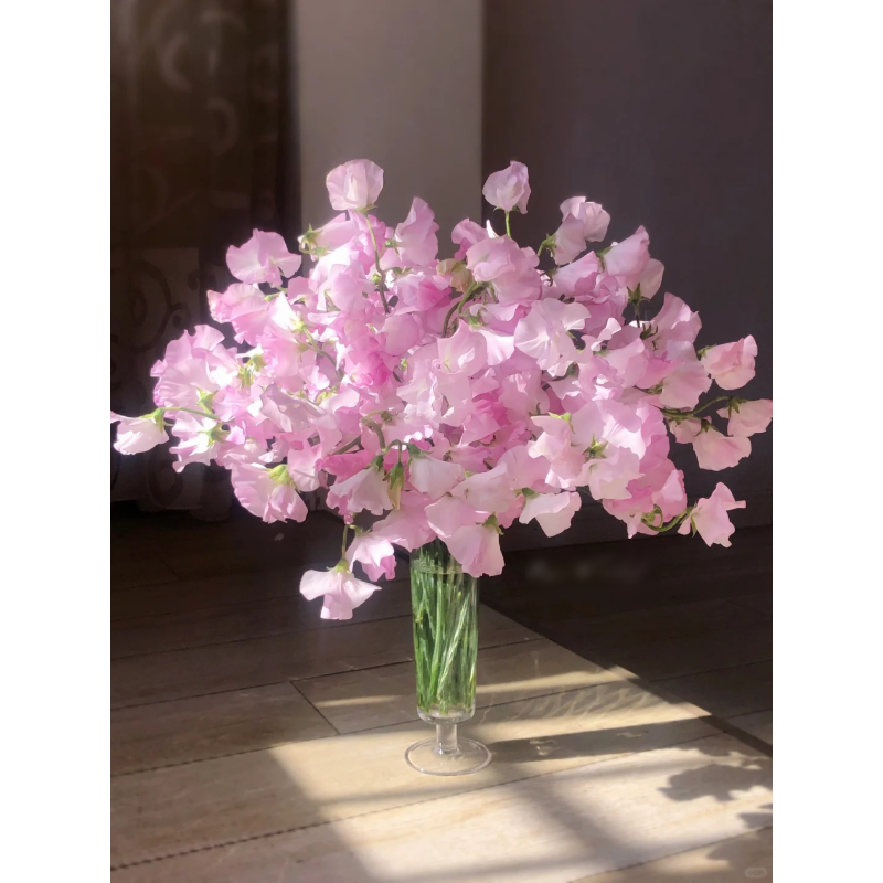  Fragrant Pea Seeds- Blooms for garden & containers | non-GMO, fast growing🌱