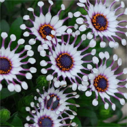 Blue Eye Chrysanthemum - White Peony
