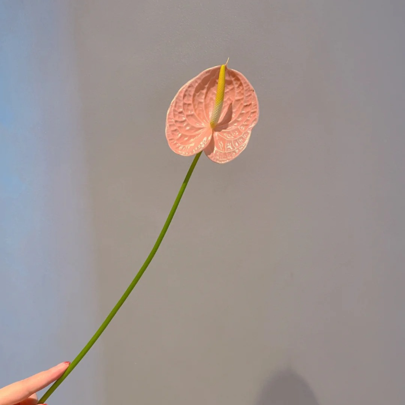 Anthurium Seeds🌱- Easy-Grow Tropical Blooms for Seniors | 🌸 Vibrant Red & Hearty Varieties