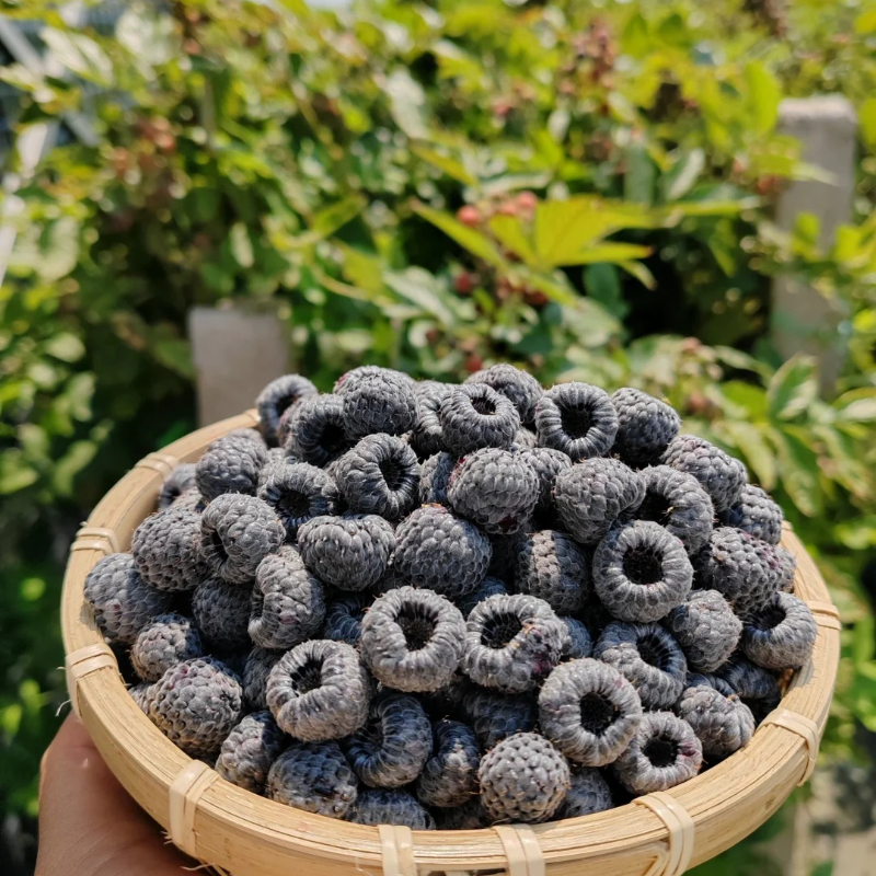 Organic Raspberry Seeds - Premium Quality for Bountiful Harvests❤️
