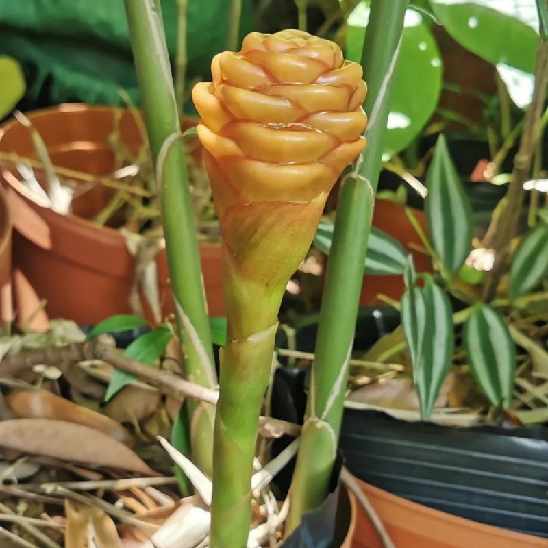 🐝 Exotic Beehive Ginger – Sculptural Blooms for Effortless Elegance 🌼