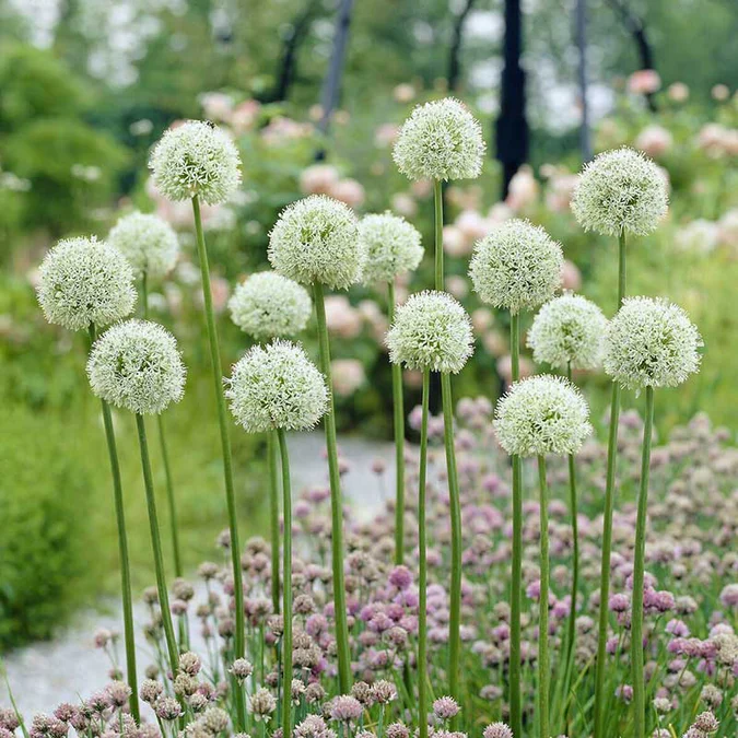 💐Garden Outdoor Giant Allium Giganteum Beautiful Flower Bulbs
