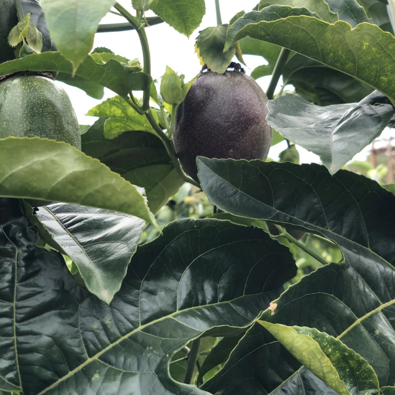 Organic Passion Fruit Seeds 🌿🍹 – Easy to Grow, Nutrient-Rich Tropical Flavor for Health & Home