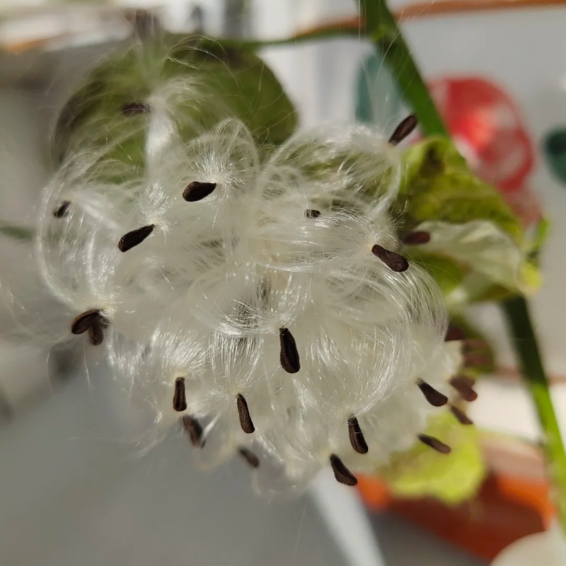 🌿 Tang Mian (Silk Plant) Seeds – Simple Joys of Gardening, Ideal for Seniors