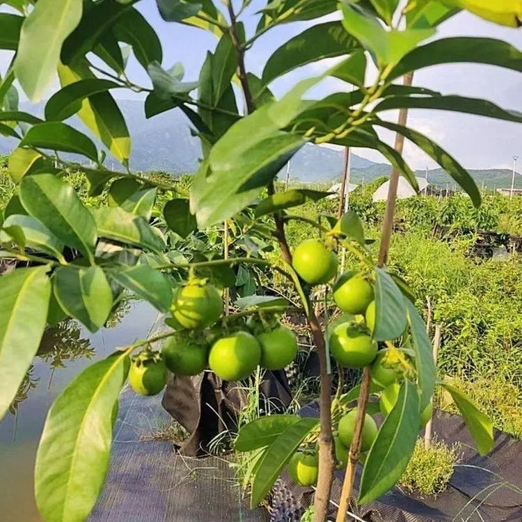 Chocolate Pudding Persimmon Seeds
