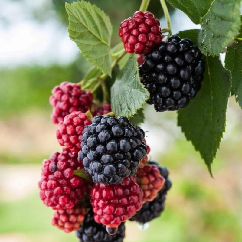 Organic Raspberry Seeds - Premium Quality for Bountiful Harvests❤️